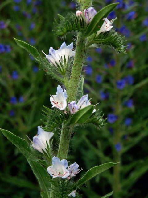 Hadinec obecný (Echium vulgare L.) se světlými květy (2h)