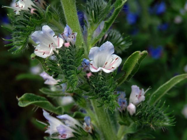 Hadinec obecný (Echium vulgare L.) se světlými květy (2i)