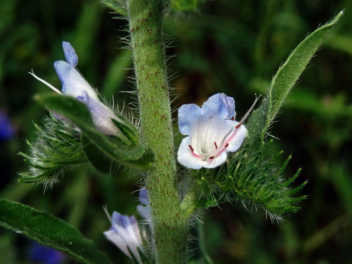 Hadinec obecný (Echium vulgare L.) se světlými květy (2j)