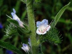 Hadinec obecný (Echium vulgare L.) se světlými květy (2j)