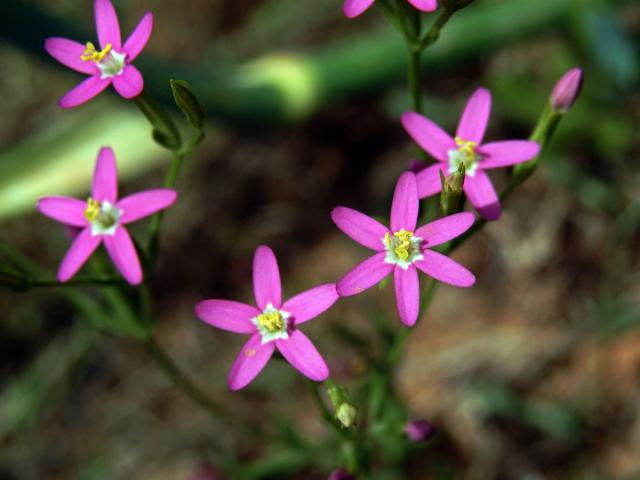 Zeměžluč okolíkatá (lékařská) (Centaurium erythraea  Rafn.) s šestičetným květem