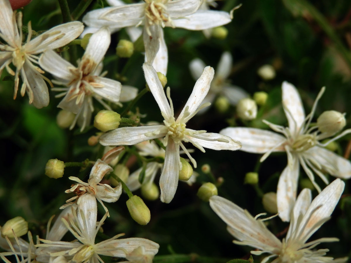 Plamének palčivý (Clematis flammula L.), pětičetný květ (4)