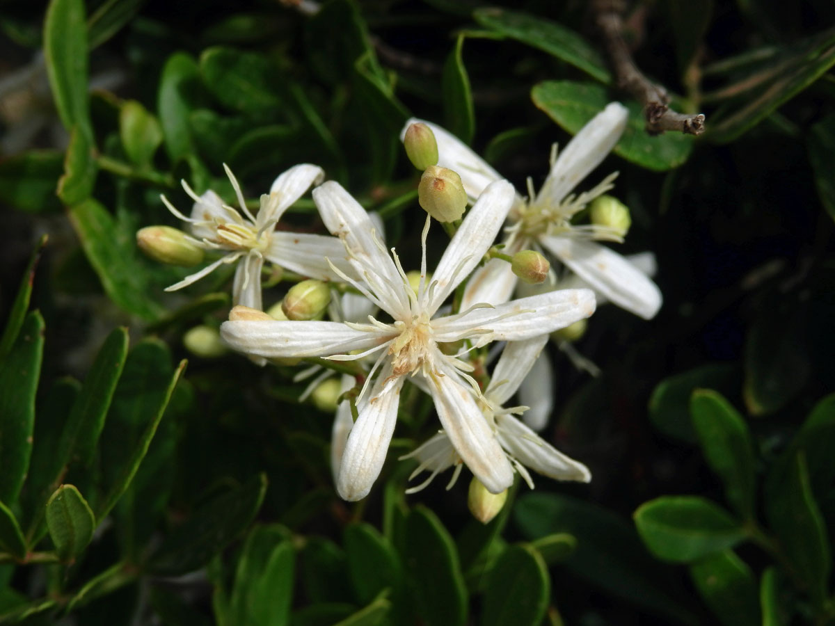 Plamének palčivý (Clematis flammula L.), šestičetný květ (1)