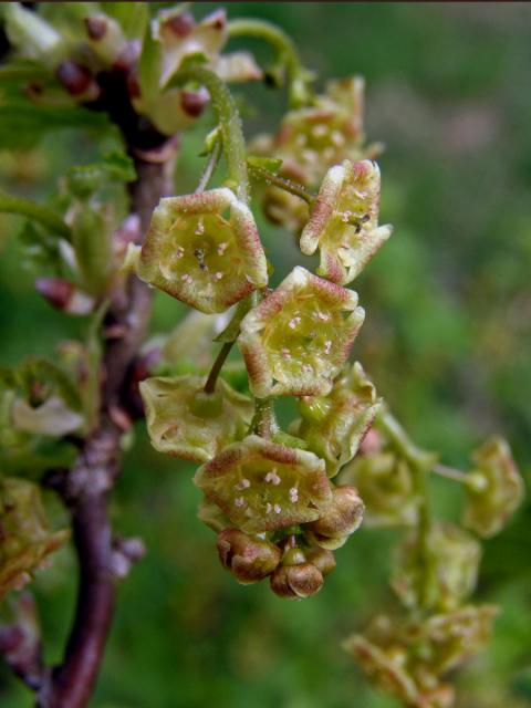 Rybíz červený = Meruzalka červená (Ribes rubrum L.)