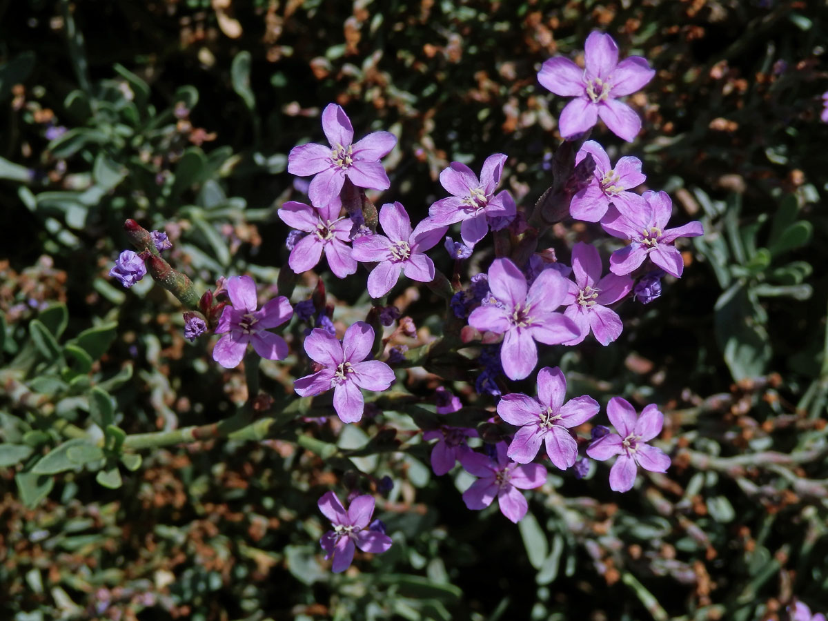 Žirovník (Limoniastrum monopetalum (L.) Boiss.)