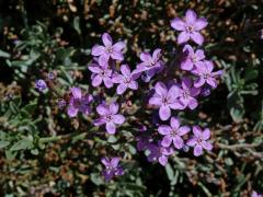 Žirovník (Limoniastrum monopetalum (L.) Boiss.)