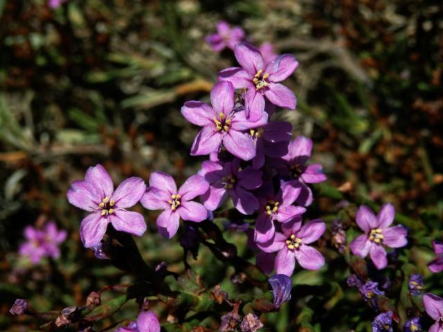 Žirovník (Limoniastrum monopetalum (L.) Boiss.)