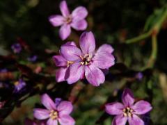 Žirovník (Limoniastrum monopetalum (L.) Boiss.)