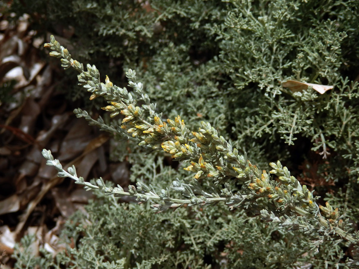 Pelyněk (Artemisia caerulescens subsp. gallica (Willd.) K.)