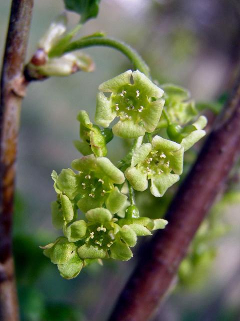 Rybíz červený = Meruzalka červená (Ribes rubrum L.)