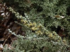 Pelyněk (Artemisia caerulescens subsp. gallica (Willd.) K.)