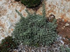 Pelyněk (Artemisia caerulescens subsp. gallica (Willd.) K.)