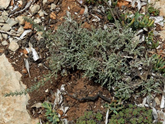 Pelyněk (Artemisia caerulescens subsp. gallica (Willd.) K.)