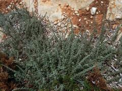 Pelyněk (Artemisia caerulescens subsp. gallica (Willd.) K.)