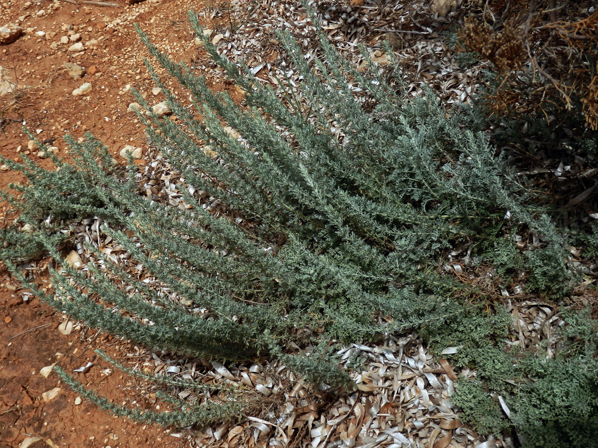 Pelyněk (Artemisia caerulescens subsp. gallica (Willd.) K.)