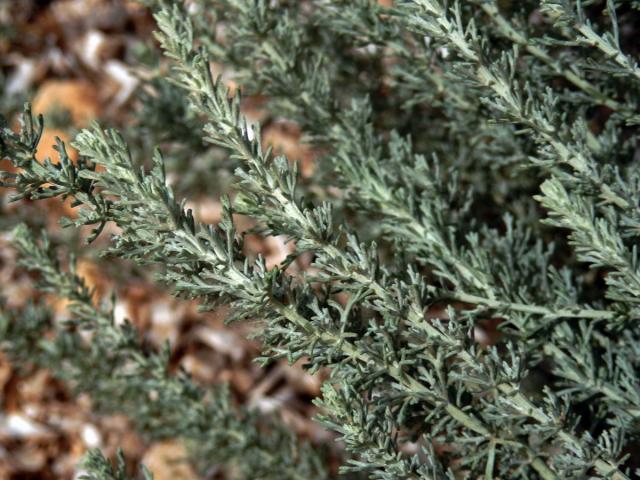 Pelyněk (Artemisia caerulescens subsp. gallica (Willd.) K.)