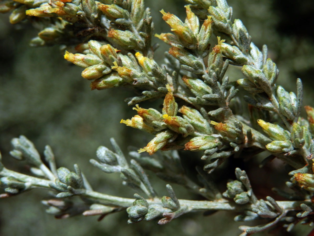 Pelyněk (Artemisia caerulescens subsp. gallica (Willd.) K.)