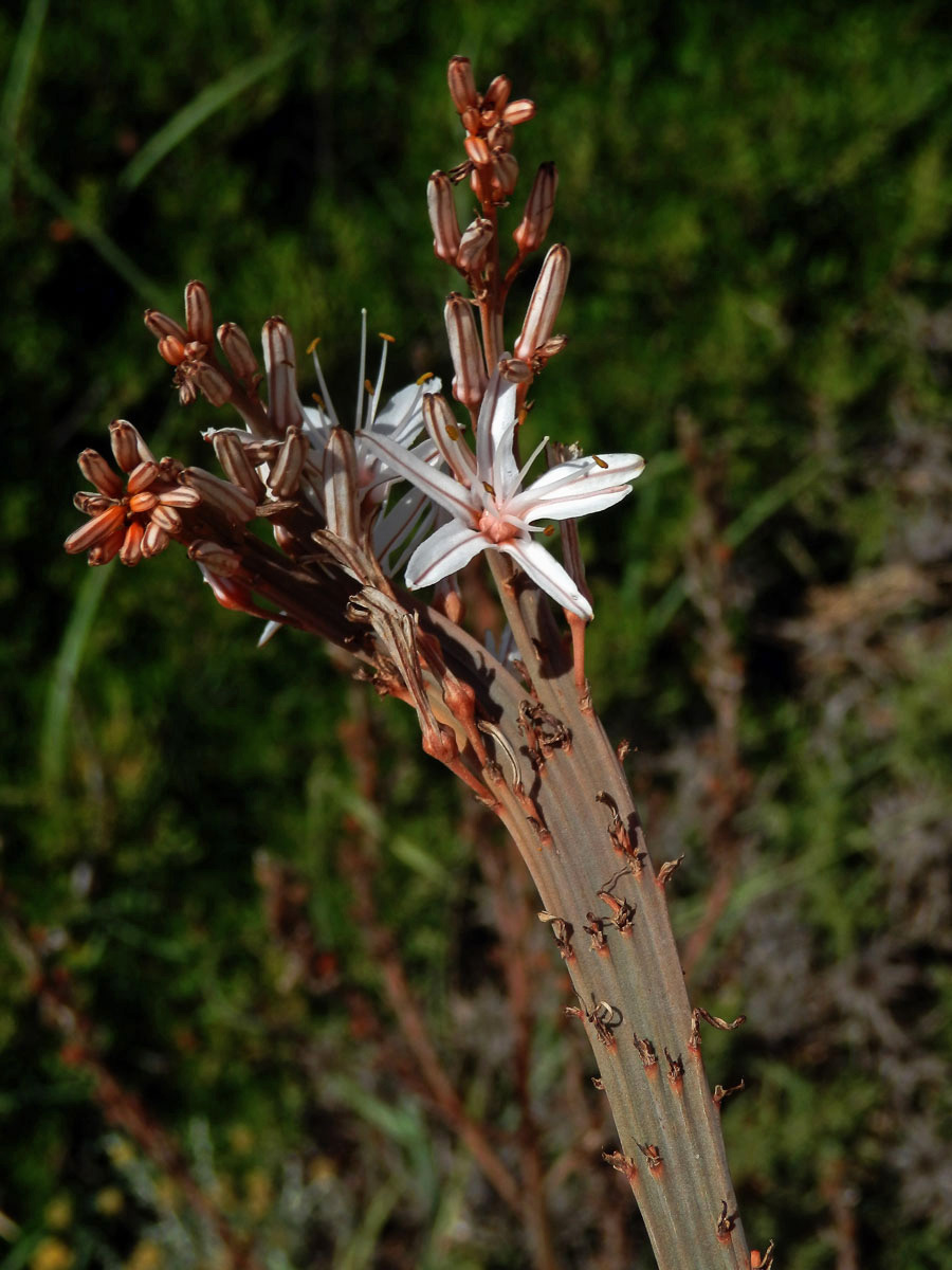 Asfodel (Asphodelus ramosus L.), fasciace stonku