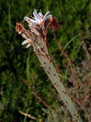 Asfodel (Asphodelus ramosus L.), fasciace stonku