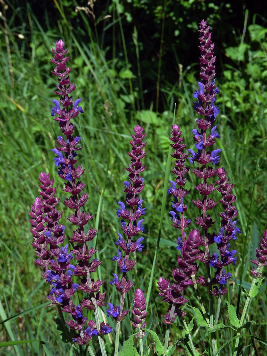 Šalvěj hajní (Salvia nemorosa L.)