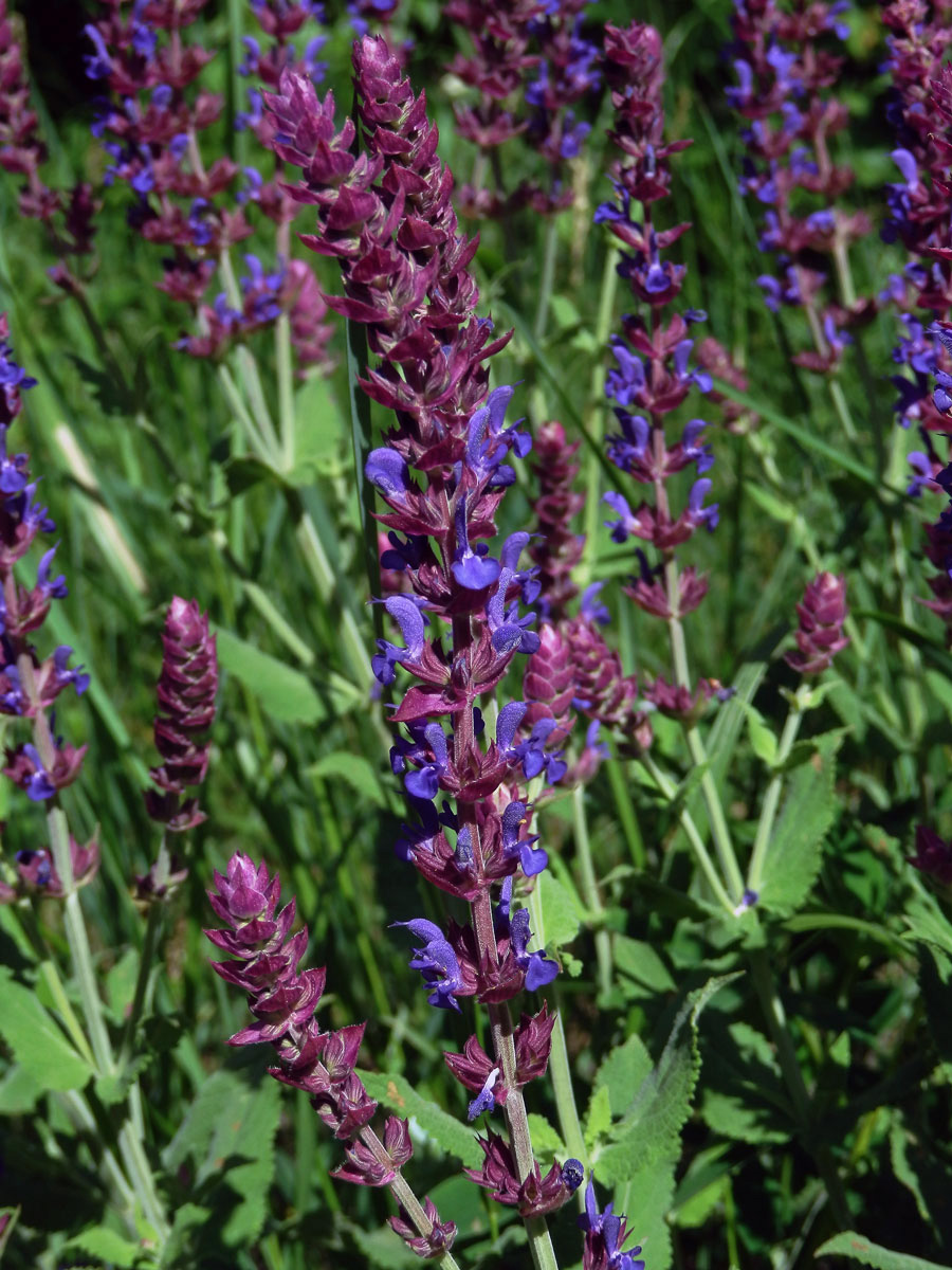 Šalvěj hajní (Salvia nemorosa L.)