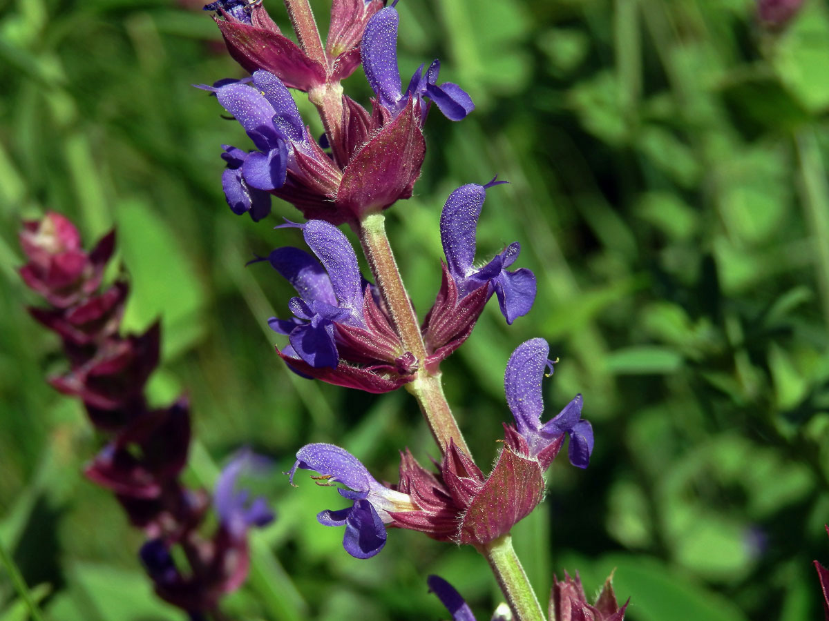 Šalvěj hajní (Salvia nemorosa L.)