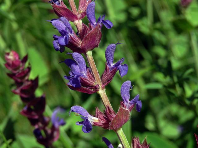 Šalvěj hajní (Salvia nemorosa L.)