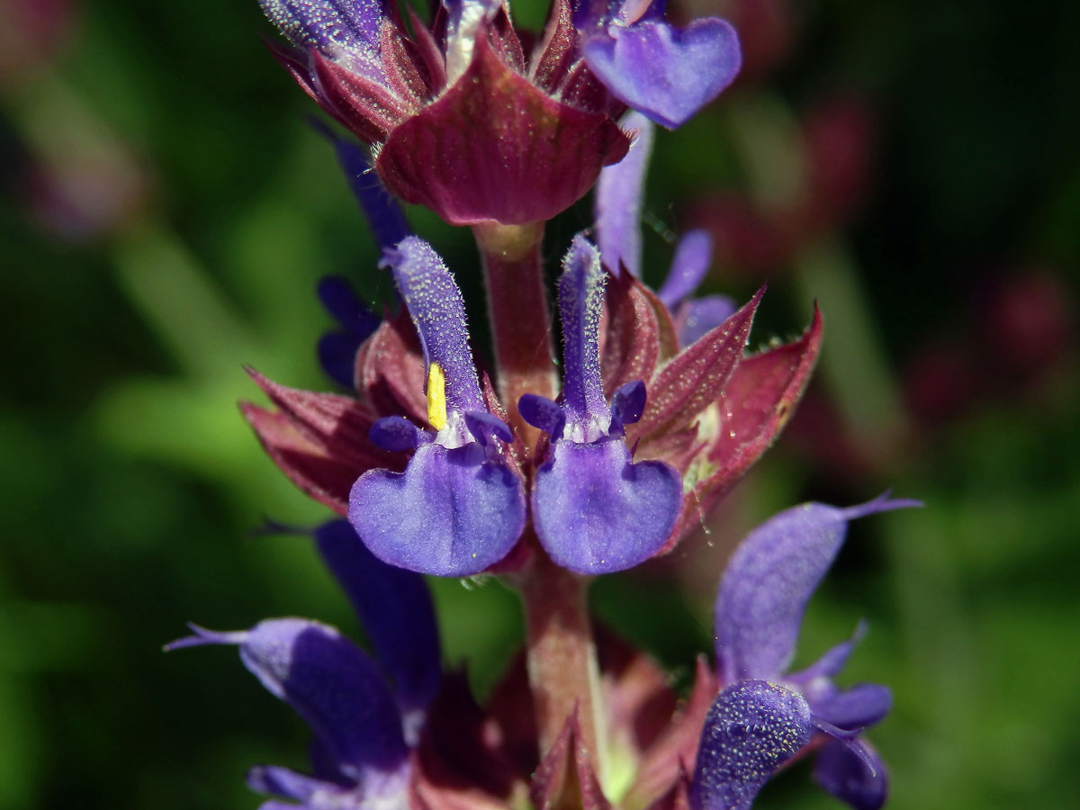 Šalvěj hajní (Salvia nemorosa L.)