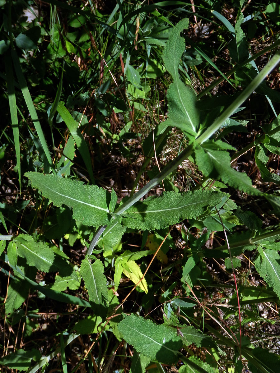 Šalvěj hajní (Salvia nemorosa L.)