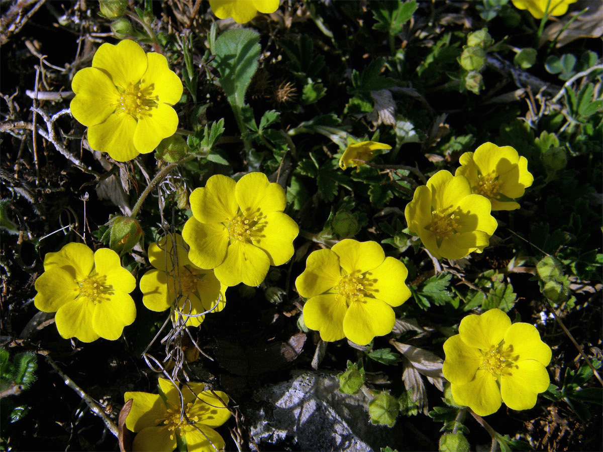 Mochna písečná (Potentilla arenaria Borkh.)