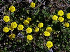 Mochna písečná (Potentilla arenaria Borkh.)