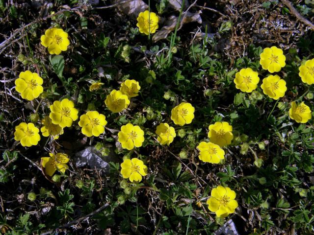 Mochna písečná (Potentilla arenaria Borkh.)