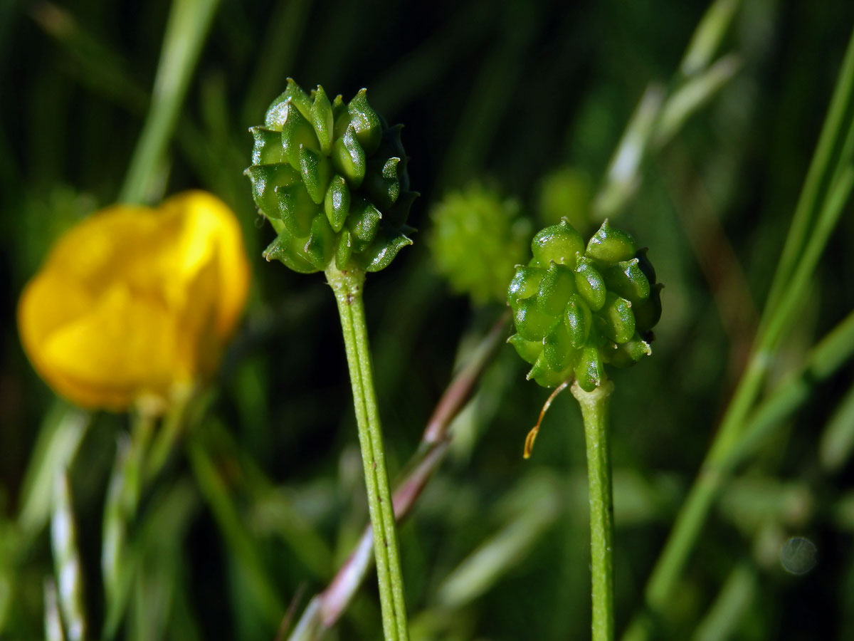 Pryskyřník hlíznatý (Ranunculus bulbosus L.)