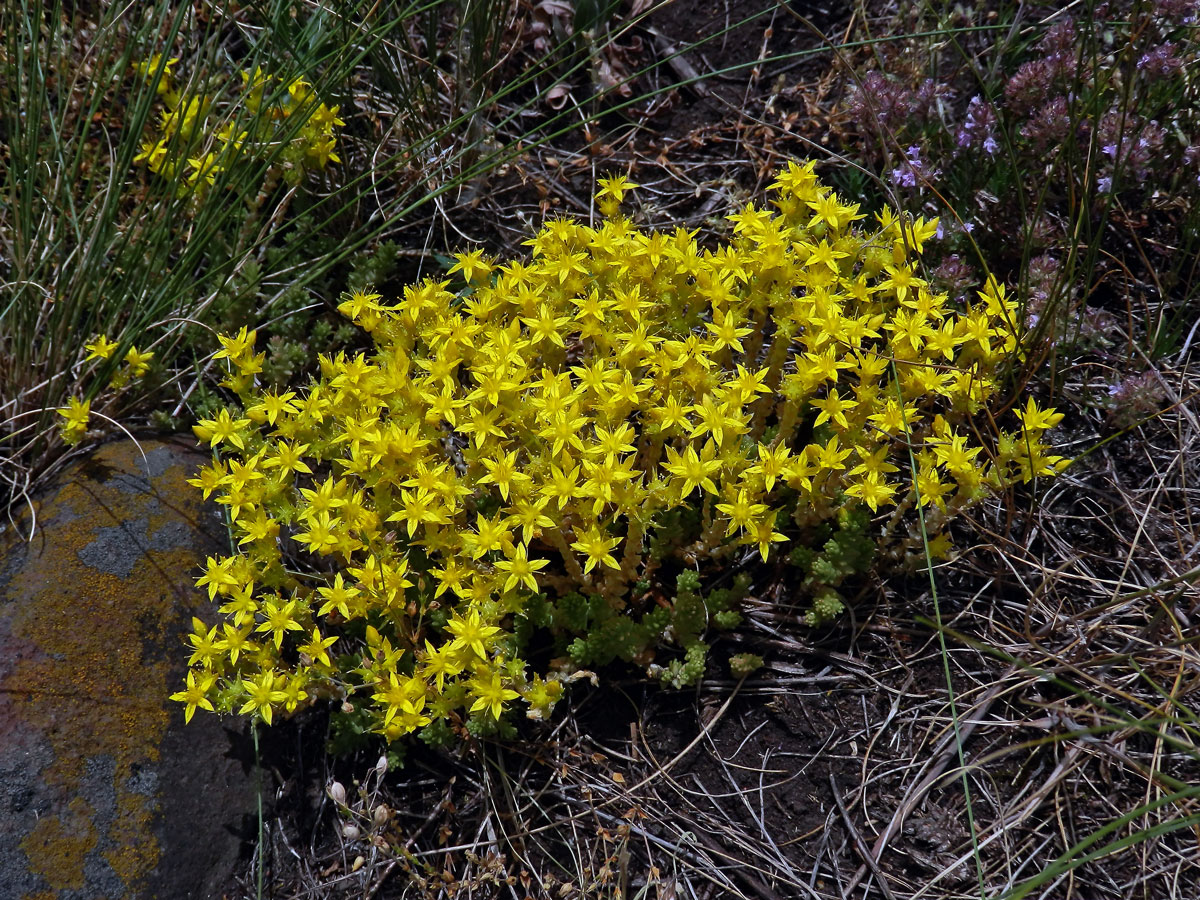 Rozchodník prudký (Sedum acre L.)