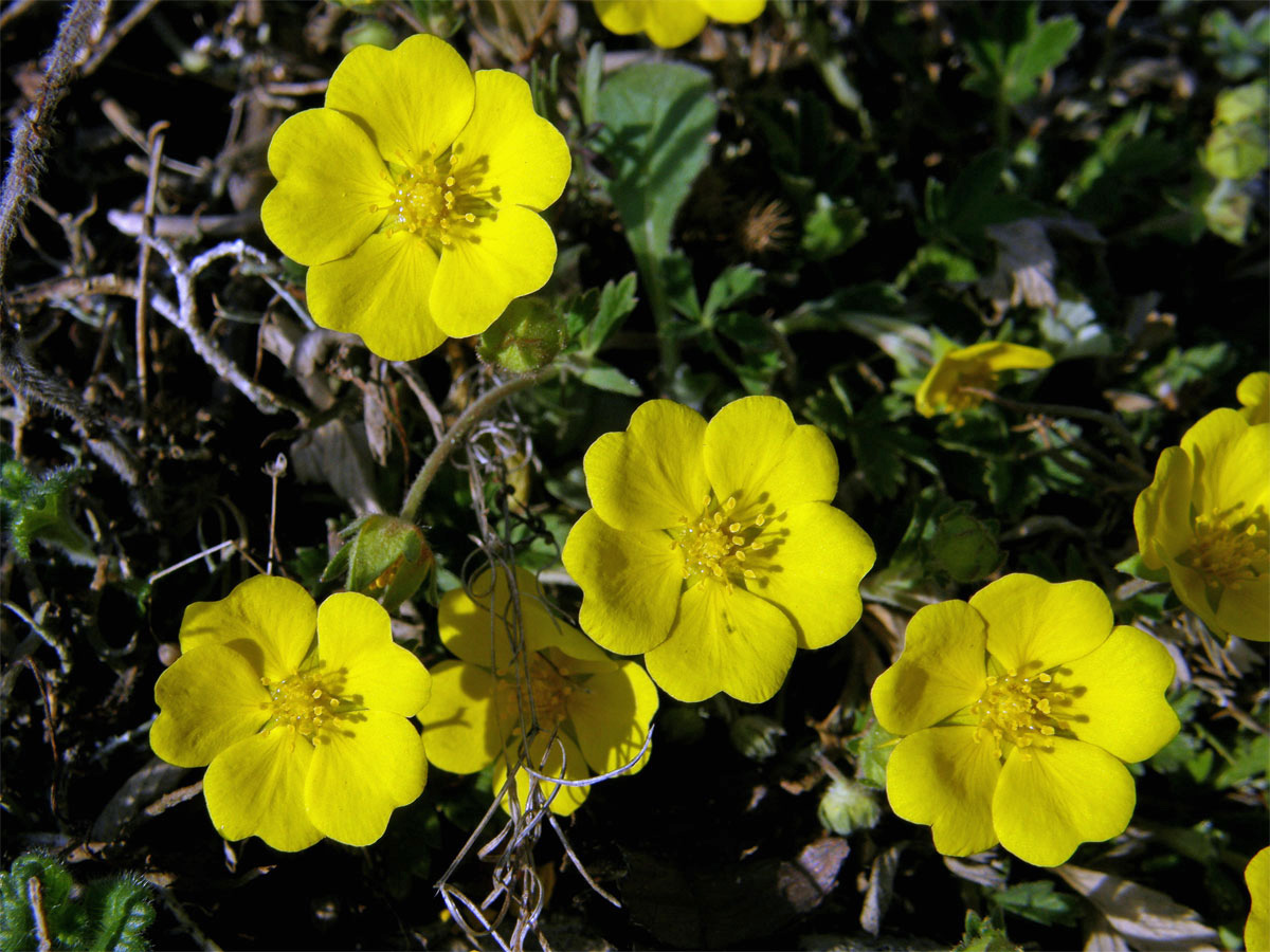 Mochna písečná (Potentilla arenaria Borkh.)