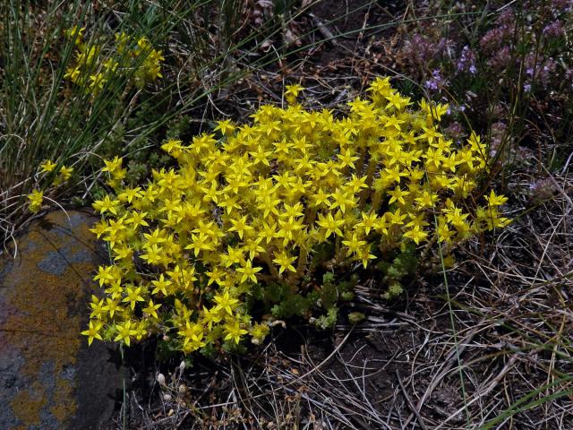 Rozchodník prudký (Sedum acre L.)