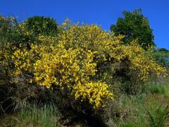 Janovec metlatý (Cytisus scoparius (L.) Link)