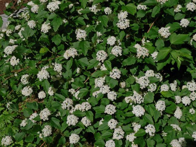 Tavola kalinolistá (Physocarpus opulifolius (L.) Maxim.)