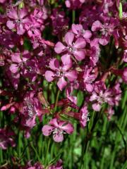 Smolnička obecná (Lychnis viscaria L.)