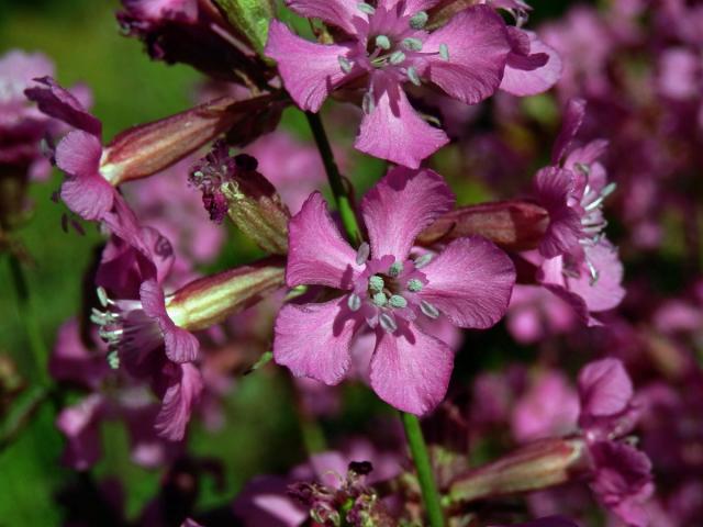 Smolnička obecná (Lychnis viscaria L.)