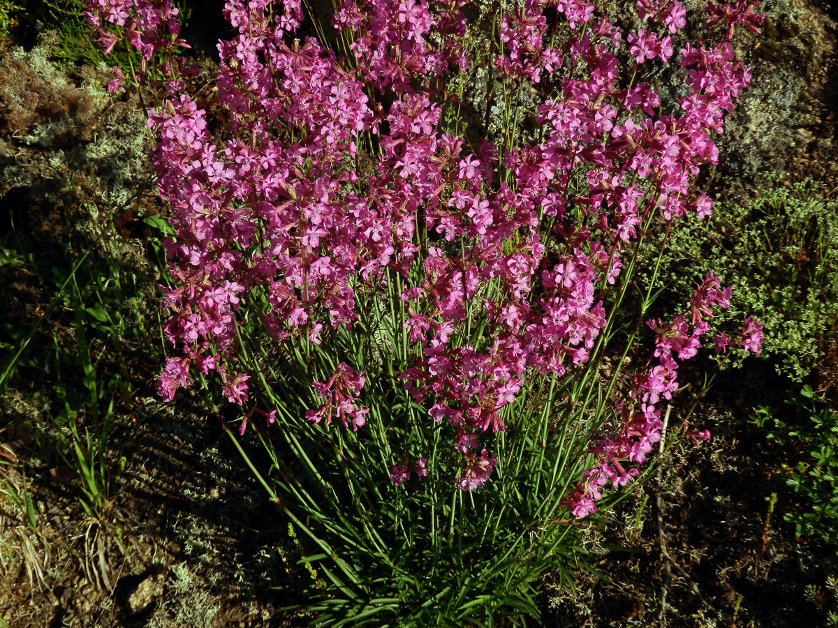 Smolnička obecná (Lychnis viscaria L.)