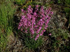 Smolnička obecná (Lychnis viscaria L.)