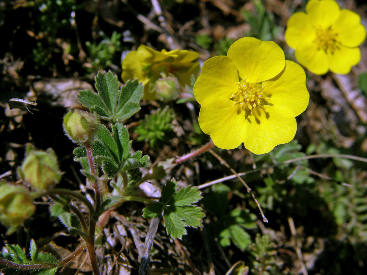 Mochna písečná (Potentilla arenaria Borkh.)