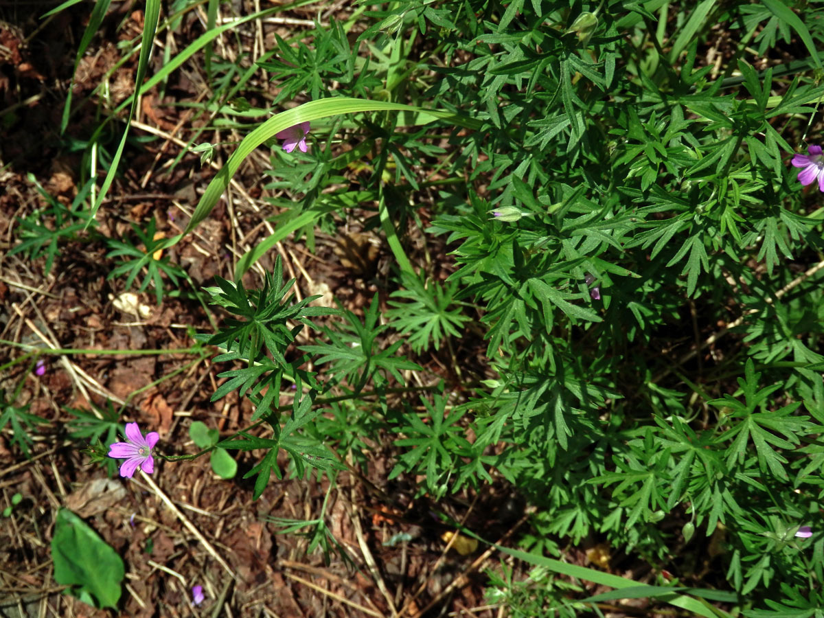 Kakost holubičí (Geranium columbinum L.)