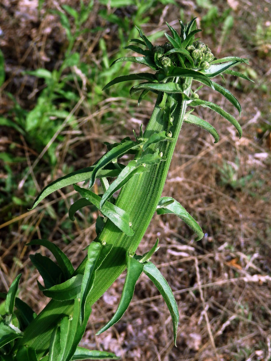 Hořčík jestřábníkovitý (Picris hieracioides L.), fasciace stonku