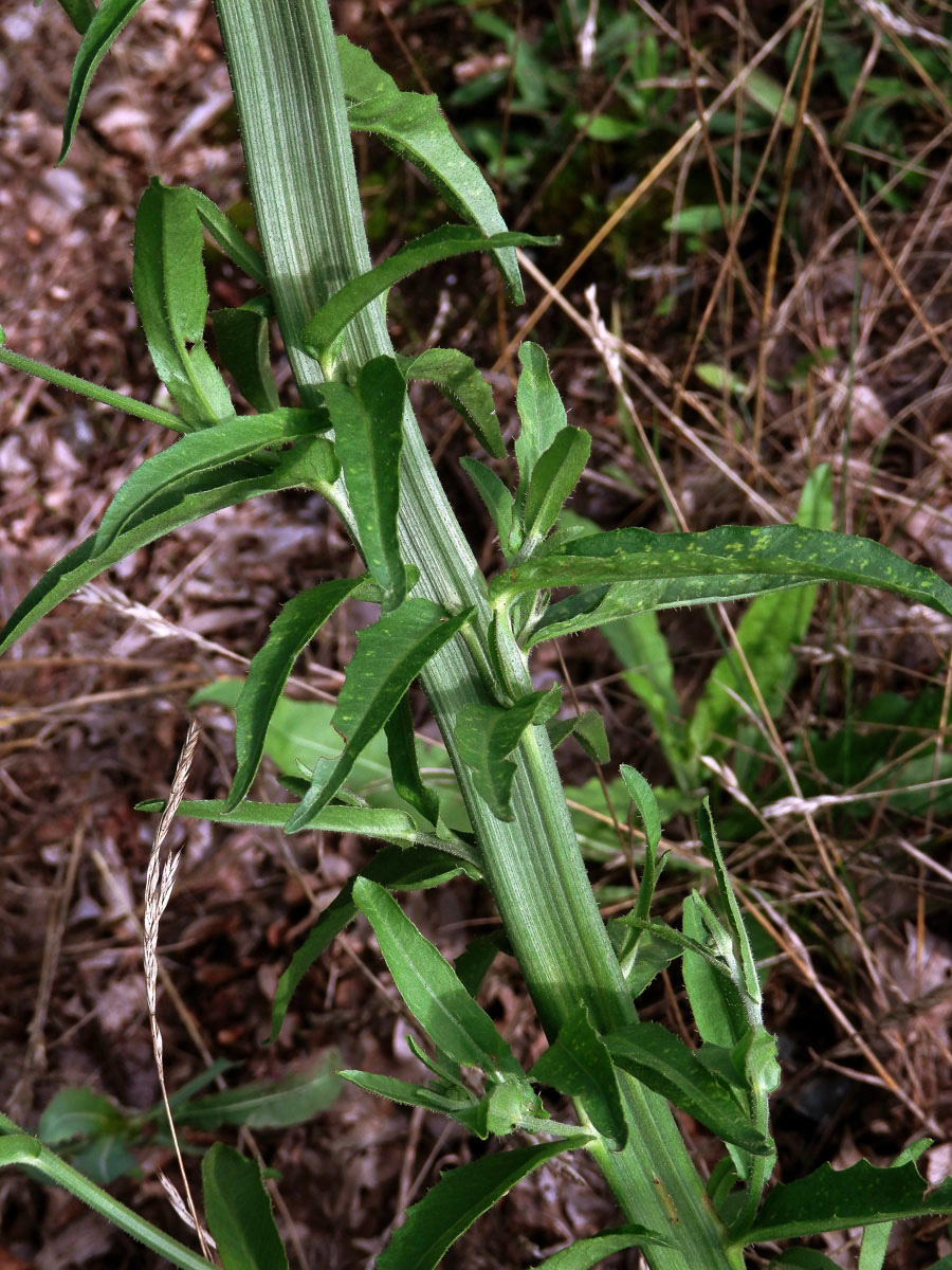 Hořčík jestřábníkovitý (Picris hieracioides L.), fasciace stonku