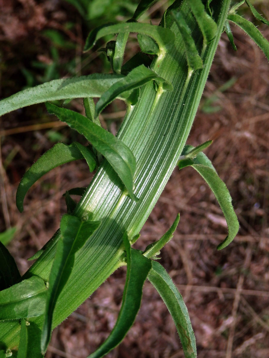 Hořčík jestřábníkovitý (Picris hieracioides L.), fasciace stonku