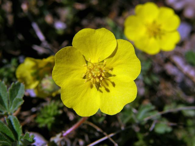 Mochna písečná (Potentilla arenaria Borkh.)