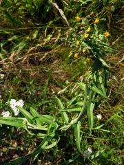 Hořčík jestřábníkovitý (Picris hieracioides L.), fasciace stonku