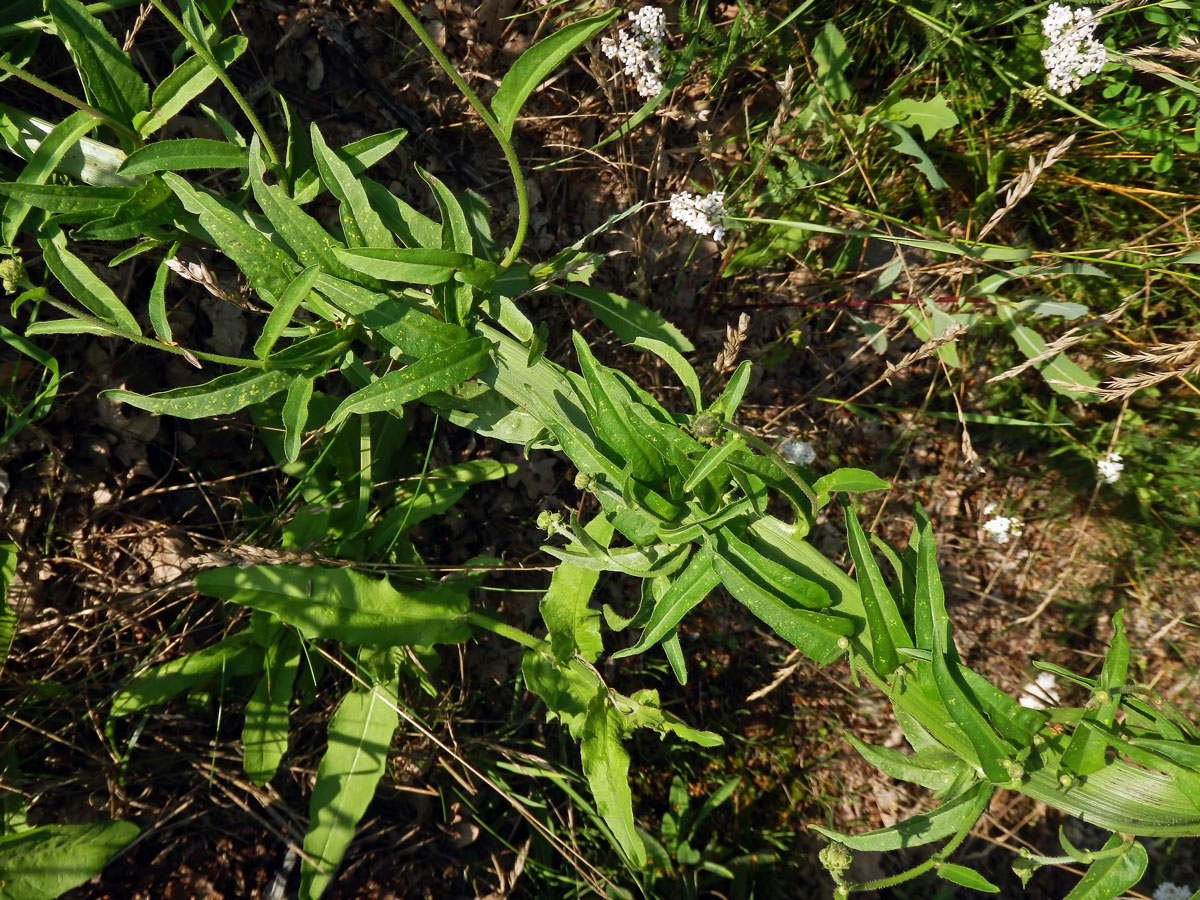 Hořčík jestřábníkovitý (Picris hieracioides L.), fasciace stonku